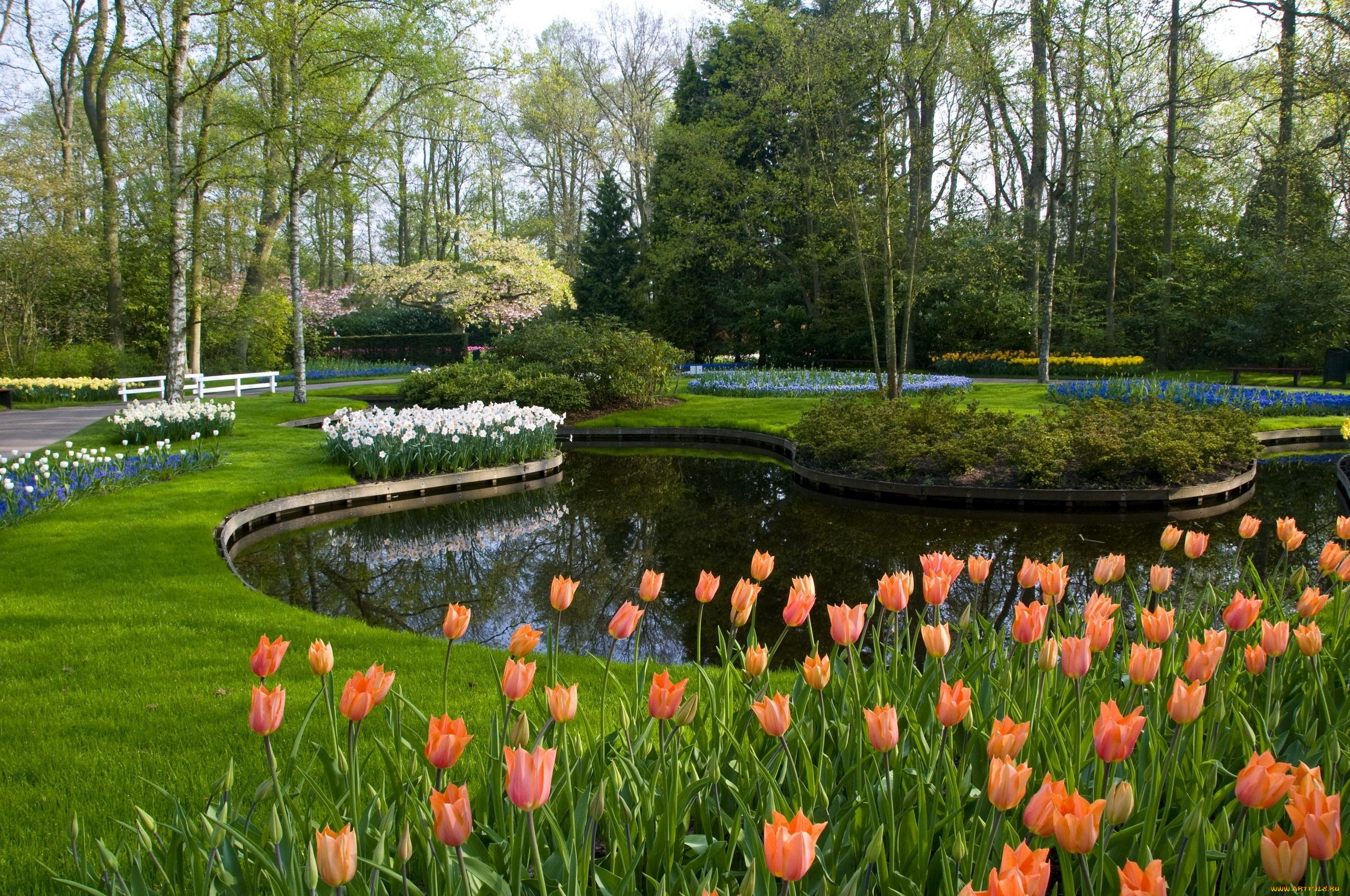 , , , keukenhof, lisse, netherlands